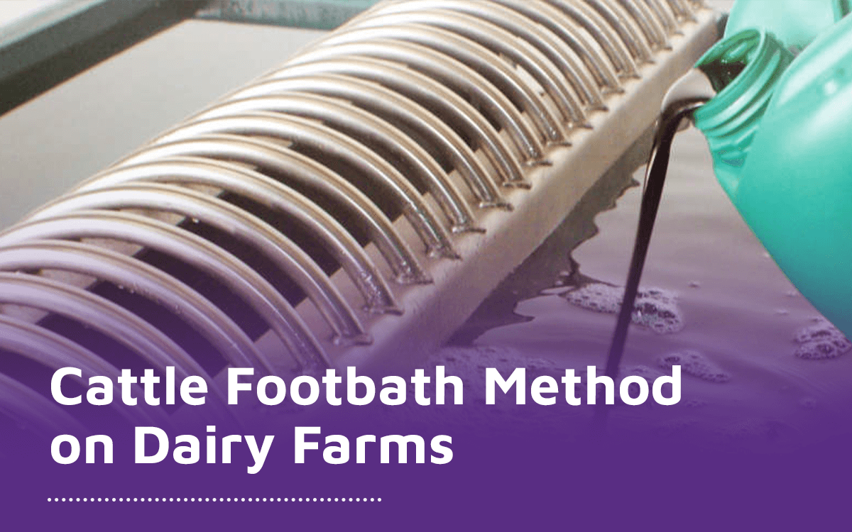 Cattle Footbath Method on Dairy Farms