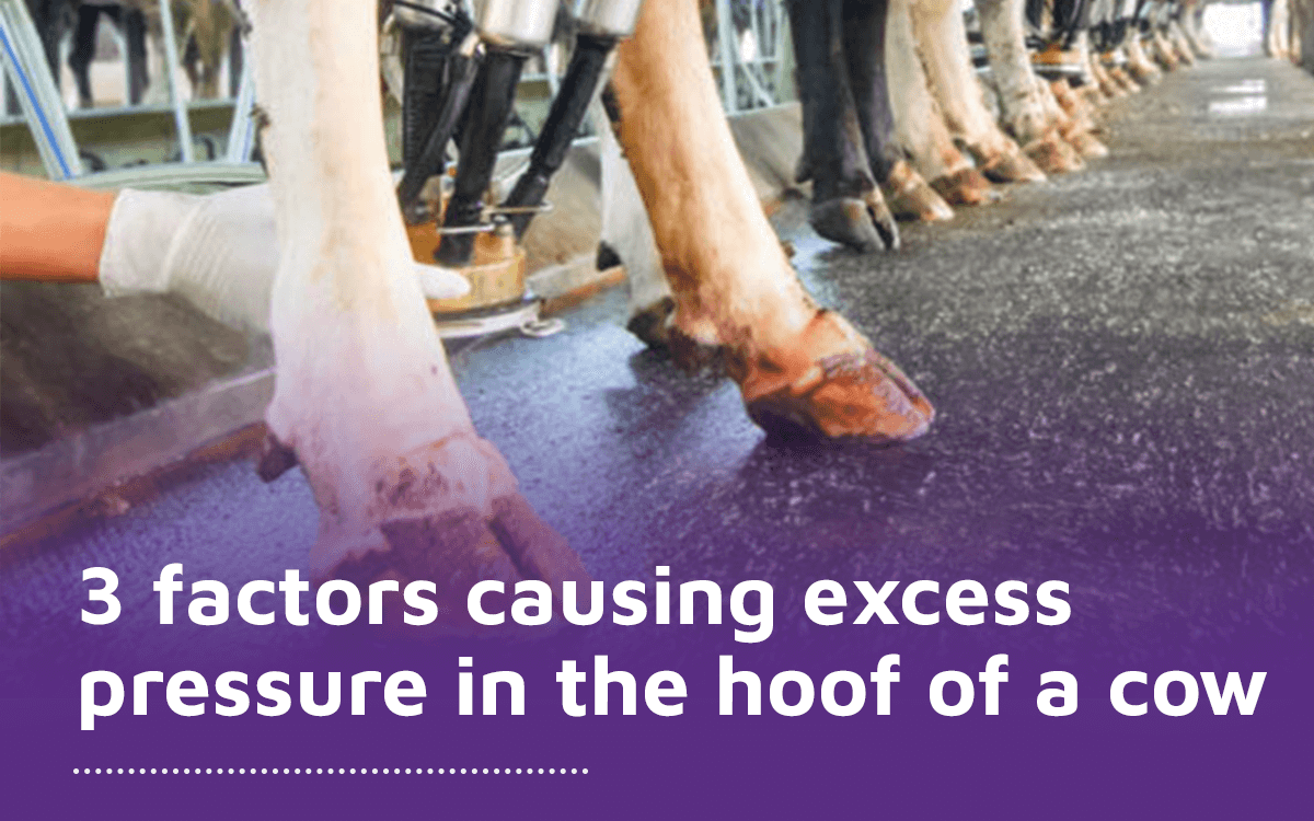 Factors causing excess pressure in the hoof of a dairy cow
