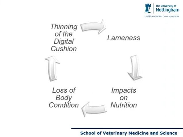 Vicious cycle on lameness factors
