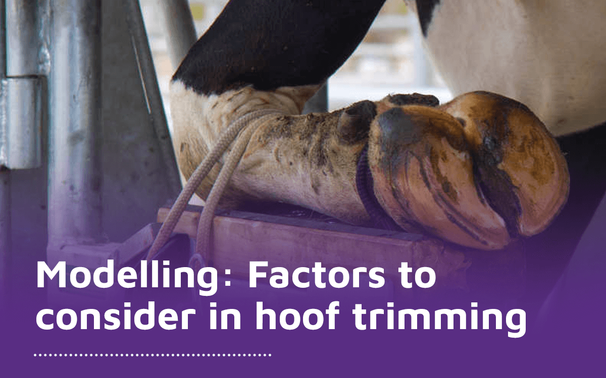 Modelling factors to consider in hoof trimming
