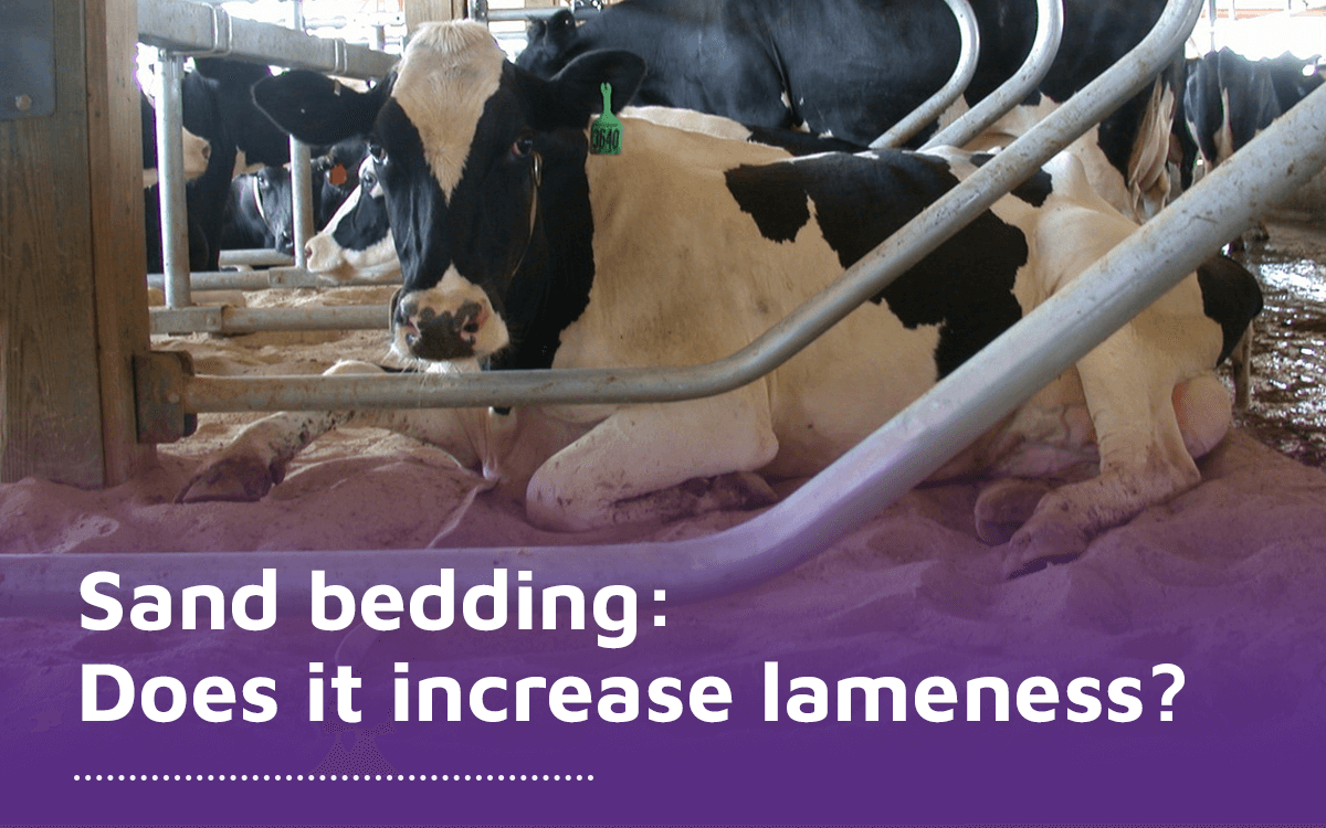 Sand bedding does it increase cows lameness
