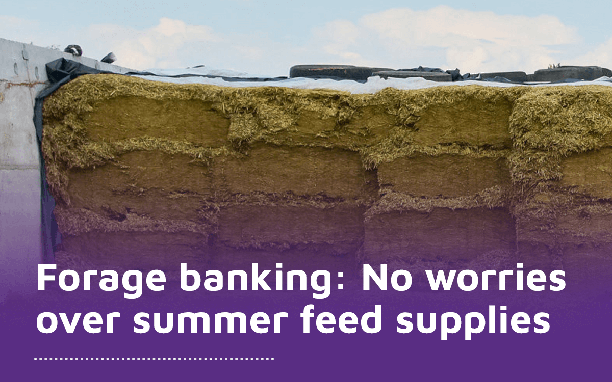 Forage banking no worries over summer feed supplies