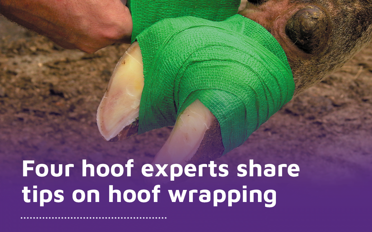 Tips on hoof wrapping