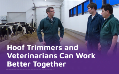 Hoof Trimmers and Veterinarians Can Work Better Together