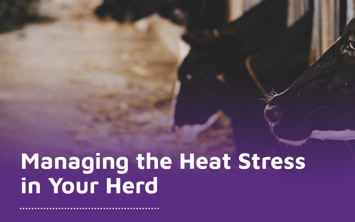 How to manage the Heat Stress in Your Herd
