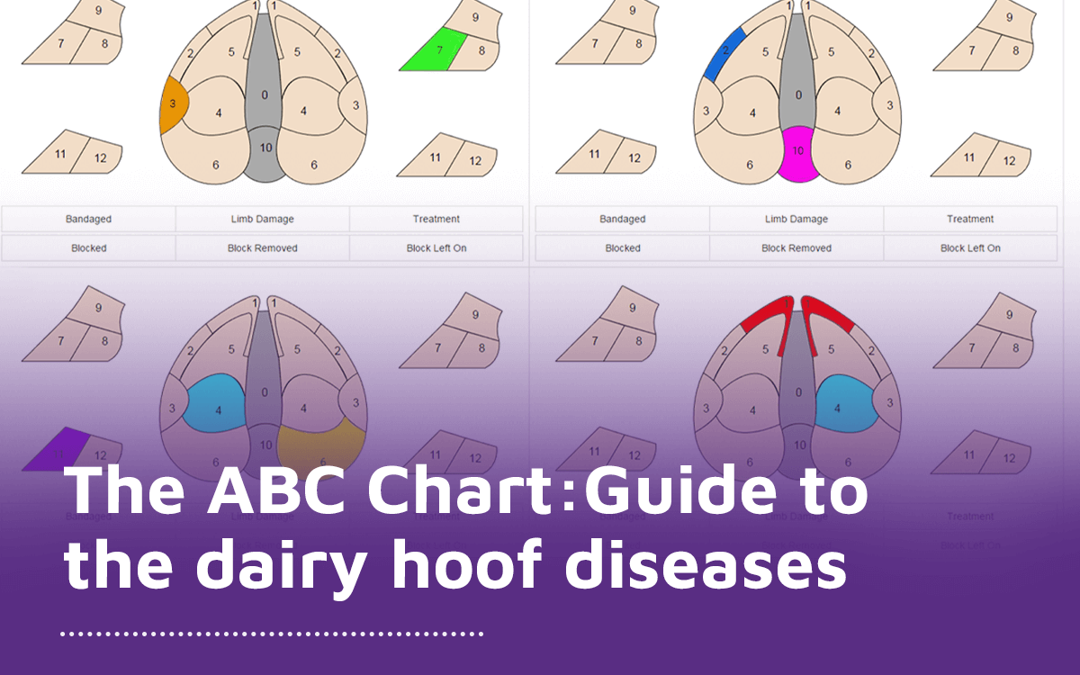 The ABC Chart your guide to the dairy hoof diseases galaxy