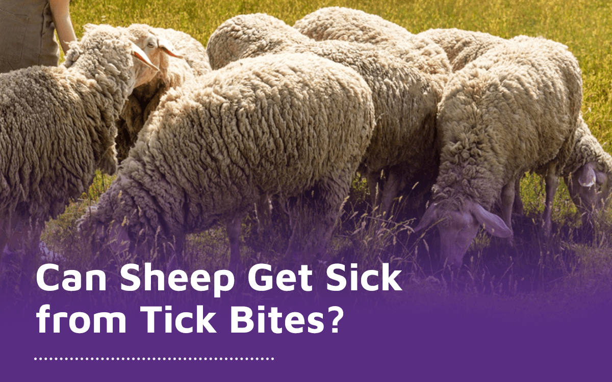 Sheep can get sick from tick bites.