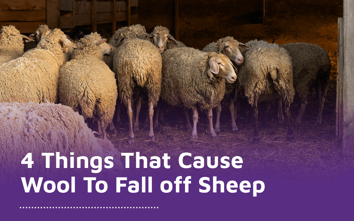 Wool can fall off sheep due to external parasites, such as lice or scab mites. Photosensitization caused by photosensitive chemicals in sheep’s skin can also lead to wool loss, as well as other forms of dermatitis, such as lumpy wool. Copper or cobalt deficiency can also cause the wool to fall off.