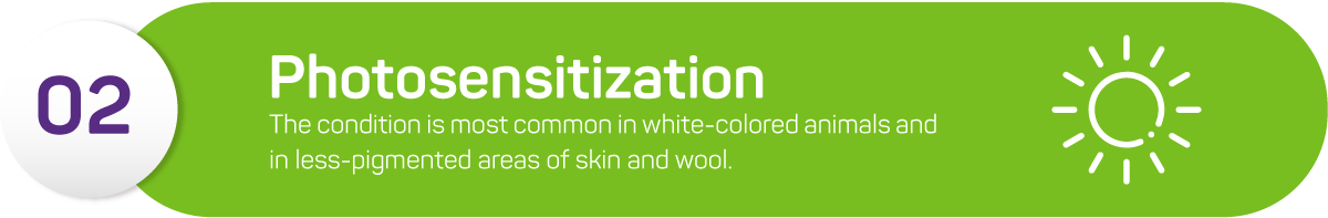 Photosensitization is another disease that can cause wool loss. The condition is most common in white-colored animals and in less-pigmented areas of skin and wool. It occurs due to photosensitive chemicals in sheep’s skin coming into contact with sunlight.<br />
