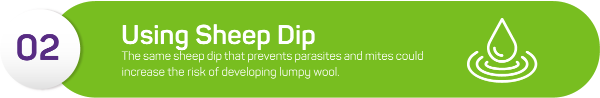 The same sheep dip that prevents parasites and mites could increase the risk of developing lumpy wool. It contains chemicals that can break down the wax layer on the sheep, making it easier for bacteria to enter and cause harm.<br />
