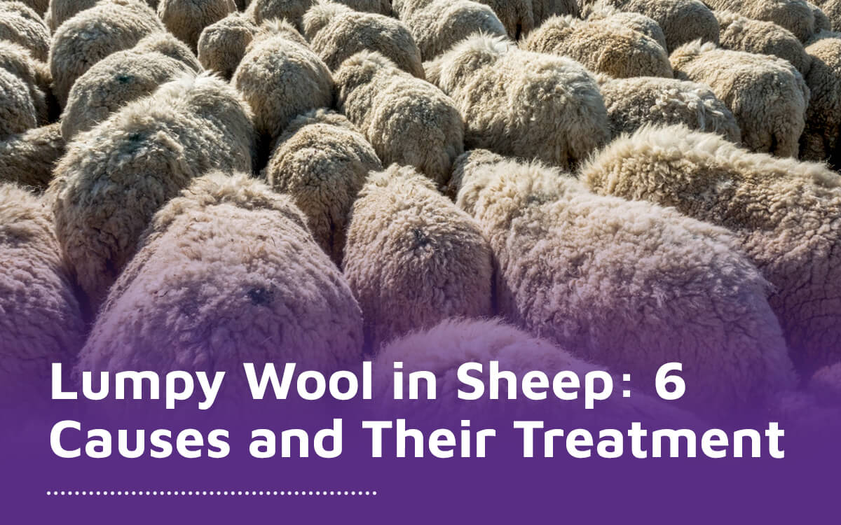 Lumpy Wool in Sheep: 6 Causes and Their Treatment