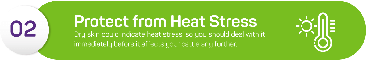 Dry skin could indicate heat stress, so you should deal with it immediately before it affects your cattle any further.<br />
