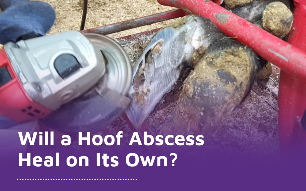 Will a Hoof Abscess Heal on Its Own