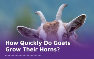 How Quickly Do Goats Grow Their Horns?