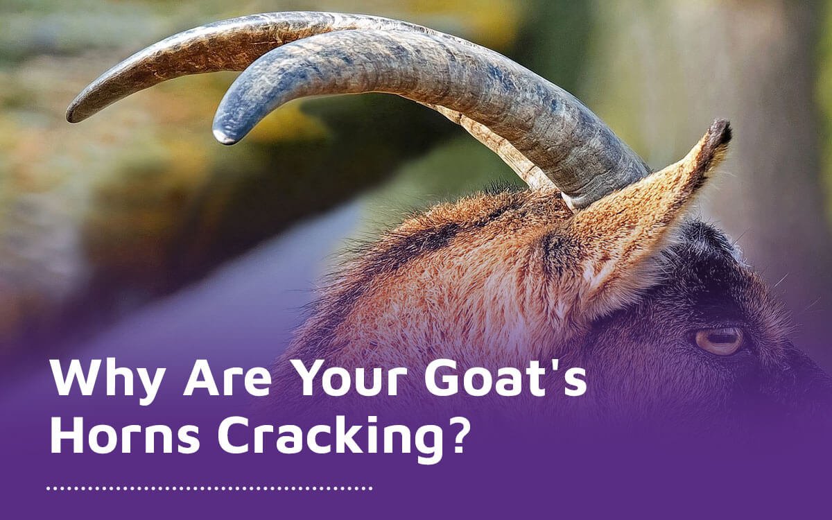 Why Are Your Goat's Horns Cracking?