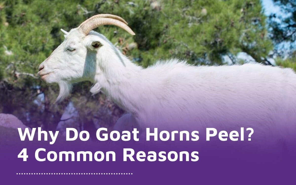 Why Do Goat Horns Peel 4 Common Reason