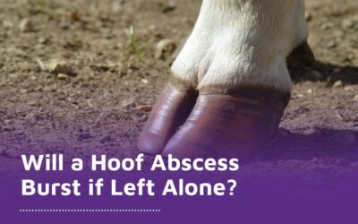 Will a Hoof Abscess Burst if Left Alone?