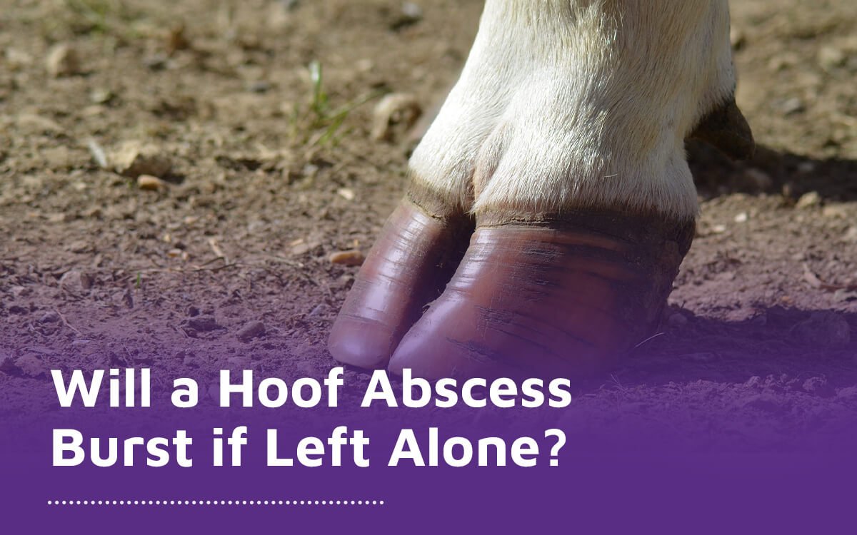Most hoof abscesses will burst if left alone. However, it's never recommended to leave a hoof abscess unattended, and treating one professionally as soon as you spot it will give your cow the best chance of recovery.