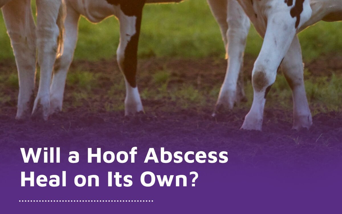 A hoof abscess may not heal on its own due to bacterial growth in the hoof structure. If the animal’s immune system can’t fight the infection, healing may take longer; the condition may worsen, spread throughout the extremity, or become systemic. Experts recommend the treatment of hoof abscesses.