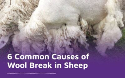 6 Common Causes of Wool Break in Sheep