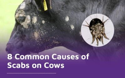 8 Common Causes of Scabs on Cows