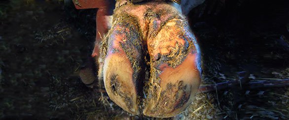 Laminitis In Cow Hooves 1