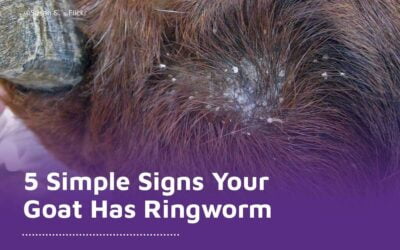 5 Simple Signs Your Goat Has Ringworm